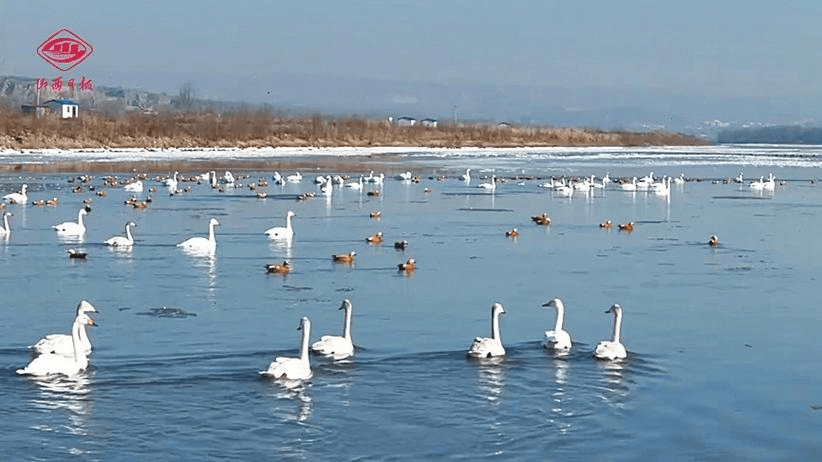 冰球突破官方【今日关注】河曲县黄河湿地：生态保护与可持续发展并进(图1)