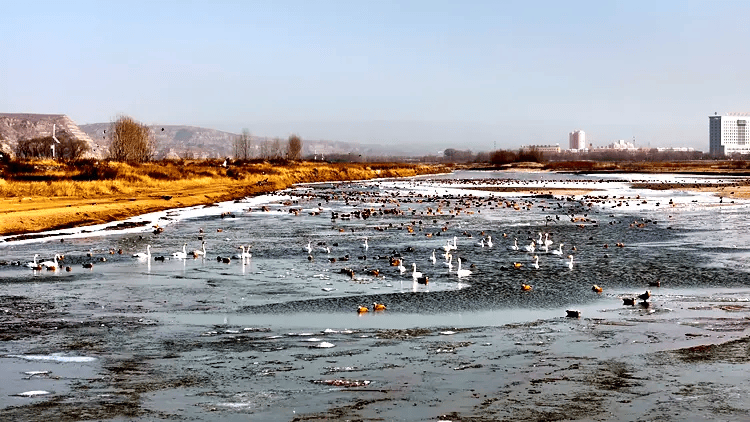 冰球突破官方【今日关注】河曲县黄河湿地：生态保护与可持续发展并进(图2)